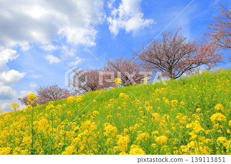 思魚川櫻花與油菜花 / 栃木縣大山市真田 139113851