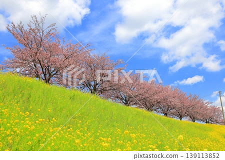 Cherry blossoms and rapeseed flowers spread along the embankment of the Omoigawa River / Mamada, Oyama City, Tochigi Prefecture Cherry blossoms and rapeseed flowers spread along the embankment of the Omoigawa River / Mamada, Oyama City, Tochigi Prefecture 139113852