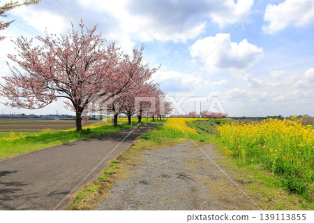 Cherry blossoms and rapeseed flowers spread along the embankment of the Omoigawa River / Mamada, Oyama City, Tochigi Prefecture Cherry blossoms and rapeseed flowers spread along the embankment of the Omoigawa River / Mamada, Oyama City, Tochigi Prefecture 139113855