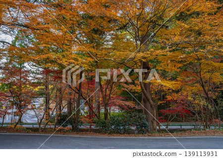 靜岡縣遠富國一宮市小國神社的秋葉 139113931