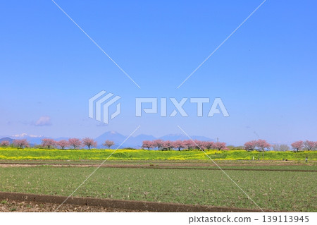 Cherry blossoms and rapeseed flowers spread along the embankment of the Omoigawa River / Mamada, Oyama City, Tochigi Prefecture 139113945