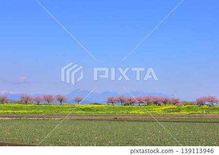 Cherry blossoms and rapeseed flowers spread along the embankment of the Omoigawa River / Mamada, Oyama City, Tochigi Prefecture 139113946
