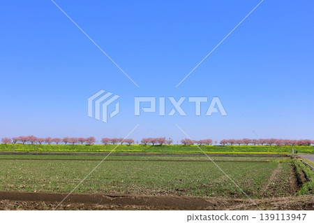 Cherry blossoms and rapeseed flowers spread along the embankment of the Omoigawa River / Mamada, Oyama City, Tochigi Prefecture 139113947