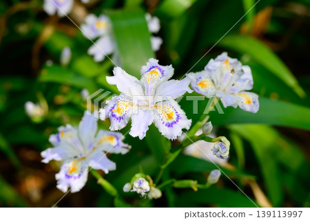 流蘇花簇 流蘇花簇 139113997
