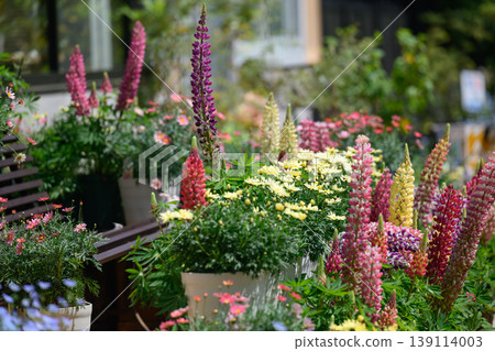 Lupins at Flower Garden HANABIYORI Lupins at Flower Garden HANABIYORI 139114003