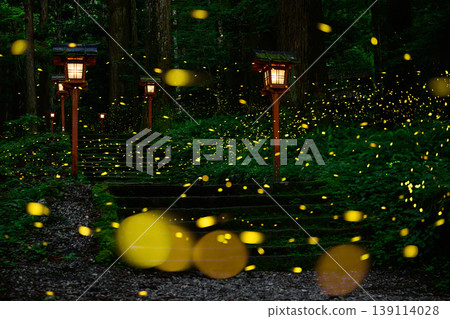 螢火蟲沿著通往神社的小路翩翩飛舞。 螢火蟲沿著通往神社的小路翩翩飛舞。 139114028