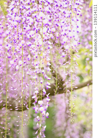 紫藤花的景觀 139114111