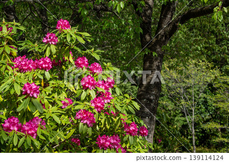 Rhododendron blossoms stand out against the spring greenery. Rhododendron blossoms stand out against the spring greenery. 139114124