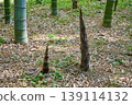 Spring bamboo shoots 139114132