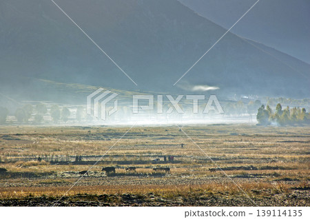 A tranquil scene of grazing livestock on the mist-shrouded Tibetan Plateau. A tranquil scene of grazing livestock on the mist-shrouded Tibetan Plateau. 139114135
