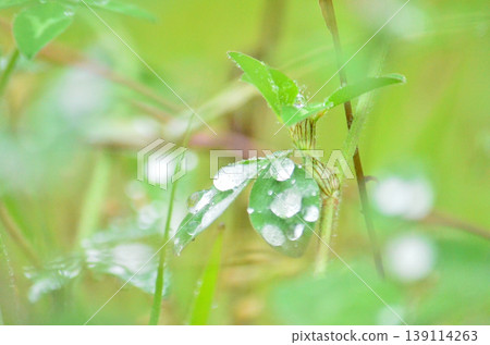 黃芪 黃芪 139114263