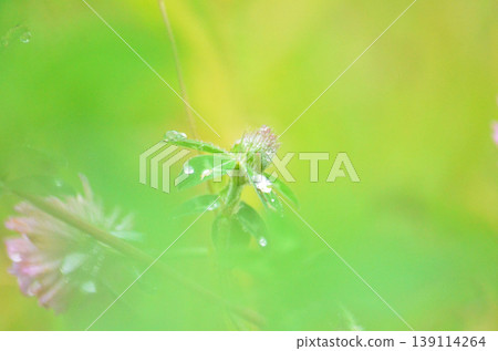 黃芪 黃芪 139114264