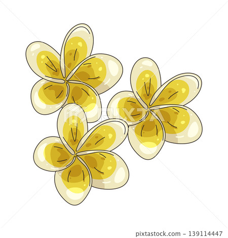 Illustration of frangipani flower 139114447