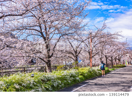 山崎川四季之道(愛知縣名古屋市)櫻花盛開,這裡是日本百大賞櫻勝地之一。 山崎川四季之道(愛知縣名古屋市)櫻花盛開,這裡是日本百大賞櫻勝地之一。 139114479