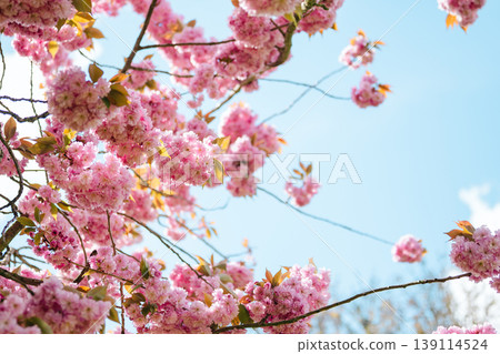 Double pink cherry blossom (Prunus serrulata) Spring bloom floral background against blue sky 139114524