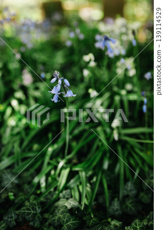 Bluebell purple Flowers (Hyacinthoides non-scripta), spring woodland plant, floral nature background Bluebell purple Flowers (Hyacinthoides non-scripta), spring woodland plant, floral nature background 139114529