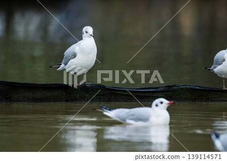 Close up of a black headed gulls in winter lake in UK in December 2025 Close up of a black headed gulls in winter lake in UK in December 2025 139114571