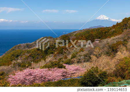 靜岡縣鴨郡松崎町石部梯田，可俯瞰下方駿河灣和遠處的富士山，河津櫻花正值盛開。 139114653
