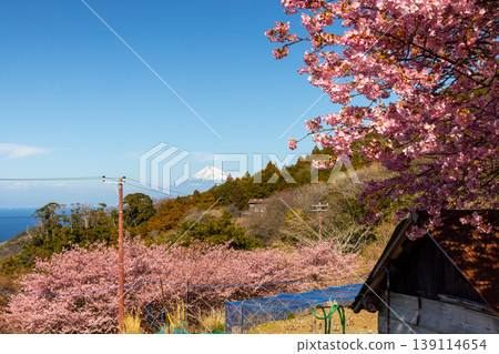 靜岡縣鴨郡松崎町石部梯田，可俯瞰下方駿河灣和遠處的富士山，河津櫻花正值盛開。 139114654