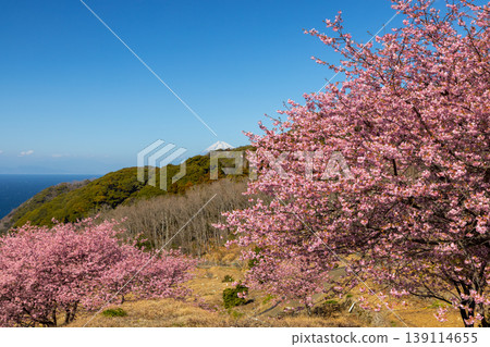 The terraced rice fields of Ishibe, Matsuzaki-cho, Kamo-gun, Shizuoka Prefecture, offer a view of Suruga Bay below and Mount Fuji in the distance, with Kawazu cherry blossoms in full bloom. The terraced rice fields of Ishibe, Matsuzaki-cho, Kamo-gun, Shizuoka Prefecture, offer a view of Suruga Bay below and Mount Fuji in the distance, with Kawazu cherry blossoms in full bloom. 139114655
