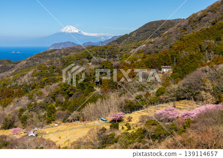 靜岡縣鴨郡松崎町石部梯田,可俯瞰下方駿河灣和遠處的富士山,河津櫻花正值盛開。 靜岡縣鴨郡松崎町石部梯田,可俯瞰下方駿河灣和遠處的富士山,河津櫻花正值盛開。 139114657