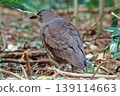 Wild Japanese Night Heron 139114663
