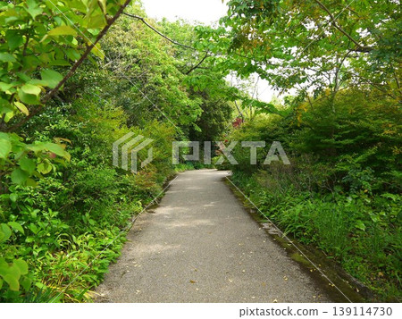 Road surrounded by fresh green Road surrounded by fresh green 139114730