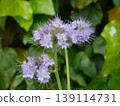 紫花 139114731