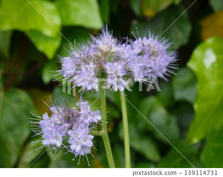 紫花 139114731