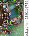 Predation by the Japanese Night Heron 139114754