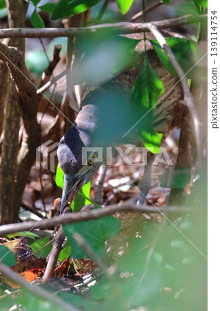 Predation by the Japanese Night Heron 139114754