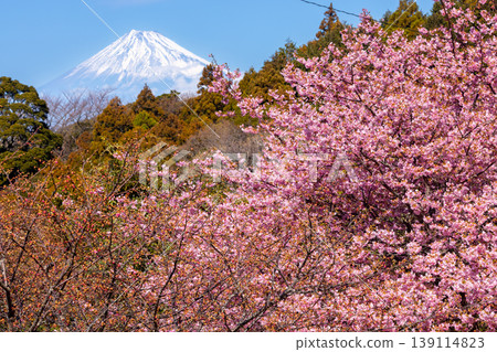 A view of the terraced rice fields of Ishibe, Matsuzaki-cho, Kamo-gun, Shizuoka Prefecture, with Mount Fuji visible in the distance and Kawazu cherry blossoms in full bloom. A view of the terraced rice fields of Ishibe, Matsuzaki-cho, Kamo-gun, Shizuoka Prefecture, with Mount Fuji visible in the distance and Kawazu cherry blossoms in full bloom. 139114823