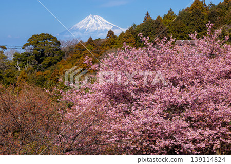 從靜岡縣鴨郡松崎町石部望去，可以看到梯田，遠處是富士山，河津櫻花盛開。 139114824