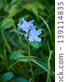 Blue flowers of the Japanese bellflower blooming in the spring grass 139114835