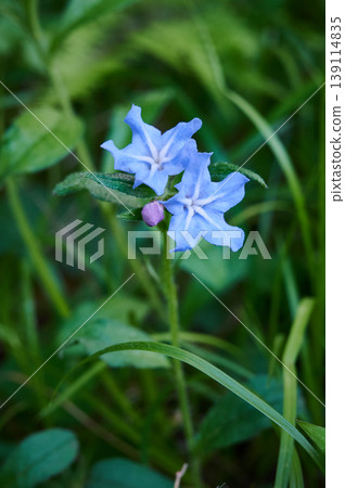 春草叢中盛開著日本風鈴草的藍色花朵。 春草叢中盛開著日本風鈴草的藍色花朵。 139114835