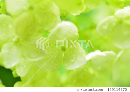 Annabel Annabel 139114870