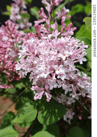 Flowers of a dwarf lilac that blooms throughout the seasons Flowers of a dwarf lilac that blooms throughout the seasons 139114885