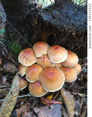 Chestnut mushroom (Kuritake) 2 Chestnut mushroom (Kuritake) 2 139115013