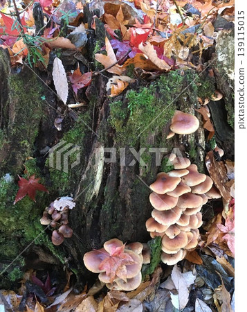 Chestnut mushroom (Kuritake) 4 Chestnut mushroom (Kuritake) 4 139115015
