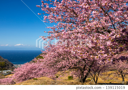 Ishibe, Matsuzaki-cho, Kamo-gun, Shizuoka Prefecture: A view of the terraced rice fields of Ishibe, overlooking a row of Kawazu cherry trees in full bloom and Suruga Bay. Ishibe, Matsuzaki-cho, Kamo-gun, Shizuoka Prefecture: A view of the terraced rice fields of Ishibe, overlooking a row of Kawazu cherry trees in full bloom and Suruga Bay. 139115019