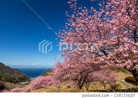 Ishibe, Matsuzaki-cho, Kamo-gun, Shizuoka Prefecture: A view of the terraced rice fields of Ishibe, overlooking a row of Kawazu cherry trees in full bloom and Suruga Bay. 139115020
