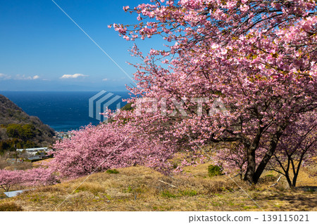 Ishibe, Matsuzaki-cho, Kamo-gun, Shizuoka Prefecture: A view of the terraced rice fields of Ishibe, overlooking a row of Kawazu cherry trees in full bloom and Suruga Bay. Ishibe, Matsuzaki-cho, Kamo-gun, Shizuoka Prefecture: A view of the terraced rice fields of Ishibe, overlooking a row of Kawazu cherry trees in full bloom and Suruga Bay. 139115021