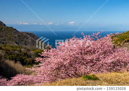 Ishibe, Matsuzaki-cho, Kamo-gun, Shizuoka Prefecture: A view of the terraced rice fields of Ishibe, overlooking a row of Kawazu cherry trees in full bloom and Suruga Bay. 139115026