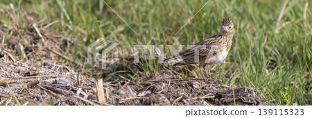 Eurasian skylark (Alauda arvensis) standing in the grass during the day at an open field near a dirt patch in springtime Eurasian skylark (Alauda arvensis) standing in the grass during the day at an open field near a dirt patch in springtime 139115323