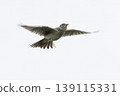 Eurasian skylark (Alauda arvensis) flying in the sky over a natural landscape during daylight hours 139115331