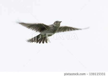 Eurasian skylark (Alauda arvensis) flying in the sky over a natural landscape during daylight hours Eurasian skylark (Alauda arvensis) flying in the sky over a natural landscape during daylight hours 139115331