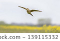 Eurasian skylark (Alauda arvensis) flying over a field with rapeseed flowers in the background during daylight in an open area 139115332