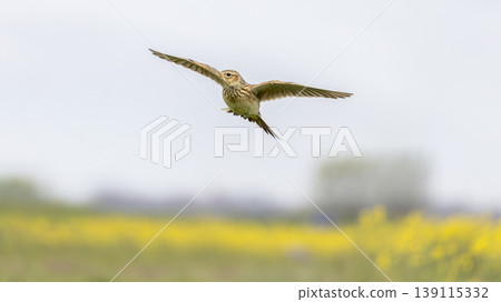 Eurasian skylark (Alauda arvensis) flying over a field with rapeseed flowers in the background during daylight in an open area 139115332