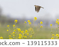 Eurasian skylark (Alauda arvensis) flying over a field with rapeseed flowers in the background during daylight in an open area 139115333