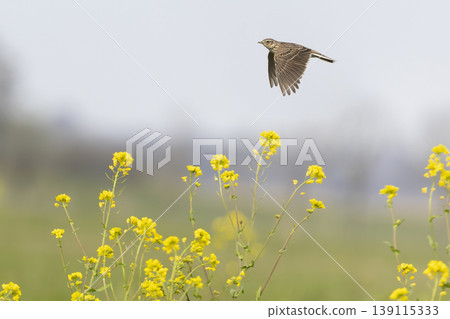 Eurasian skylark (Alauda arvensis) flying over a field with rapeseed flowers in the background during daylight in an open area 139115333